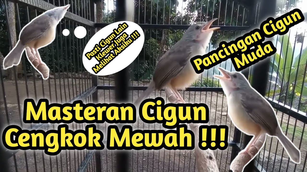 Masteran Cigun Prinia Familiaris || Pancingan Ciblek Gunung Muda Hutan Cengkok Mewah