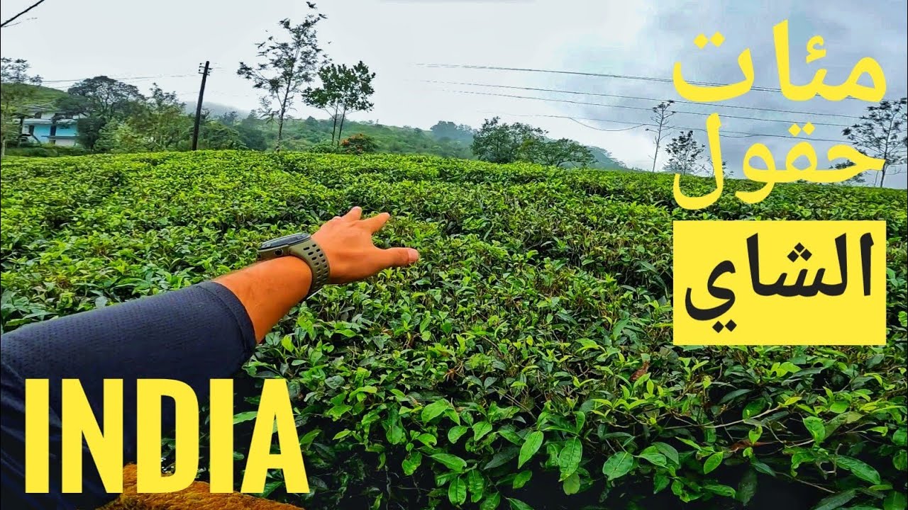 وصلت اكبر مزارع الشاي في العالم، الهند 🇮🇳