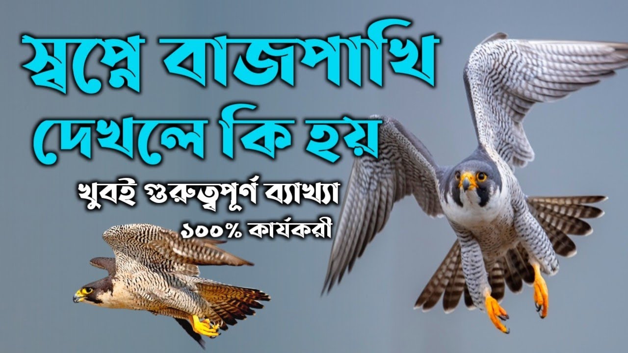 স্বপ্নে বাজপাখি দেখলে কি হয় | dreams explaination of the hawk | shopne baj pakhi dekhle ki hoy |
