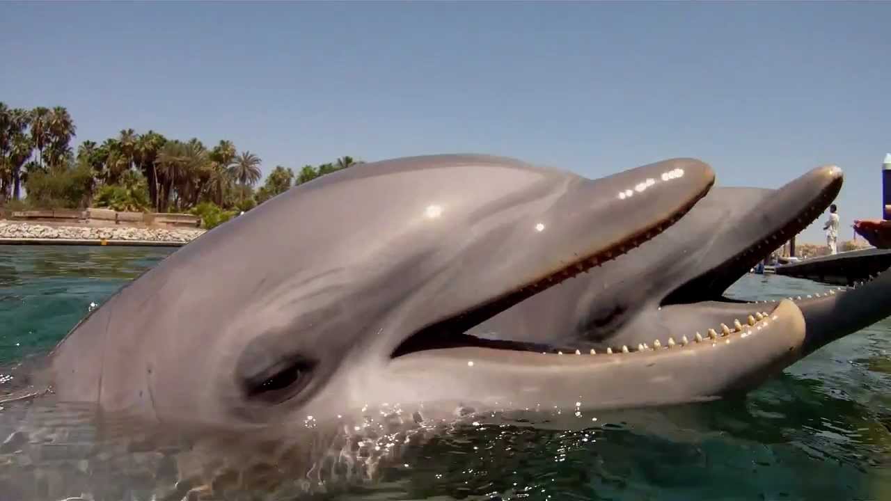 Bañarse / nadar con delfines. Swimming with Dolphins  Imágenes bañándose, delfinario, delfín HD
