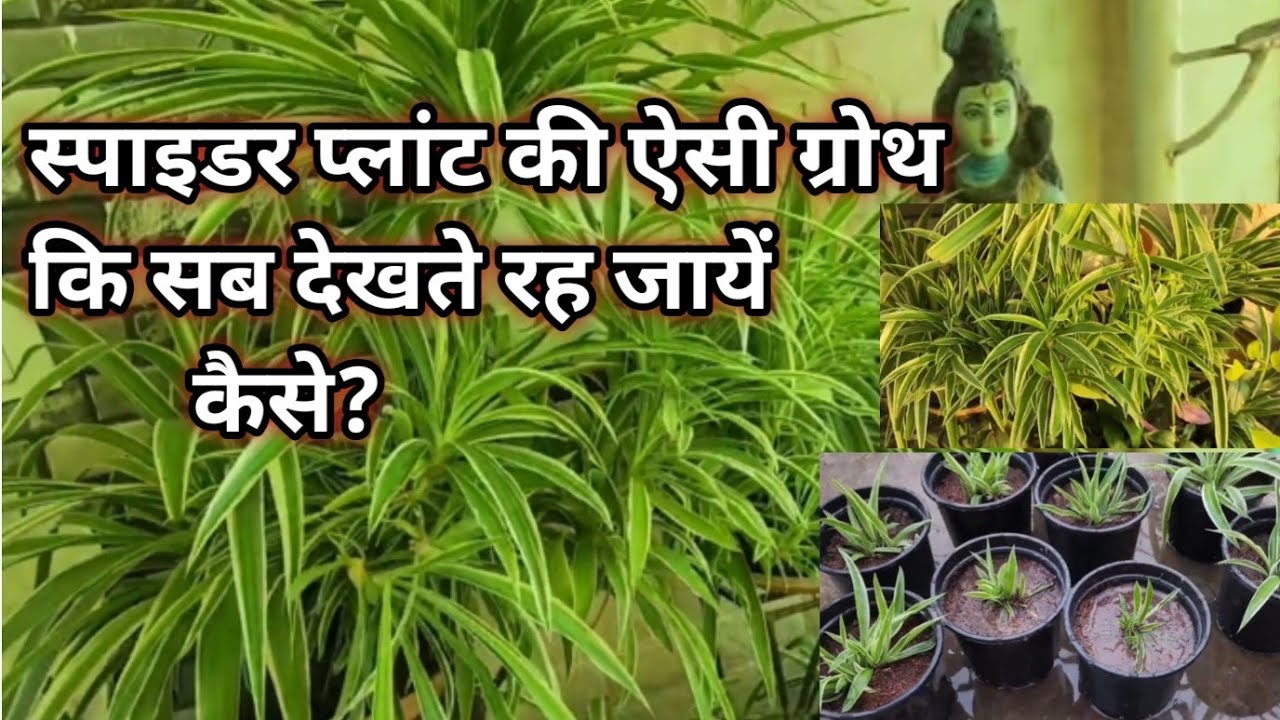 Spider plant 🪴 स्पाइडर प्लांट की अच्छी ग्रोथ के लिये क्या करें Indoor plant care & propagation 