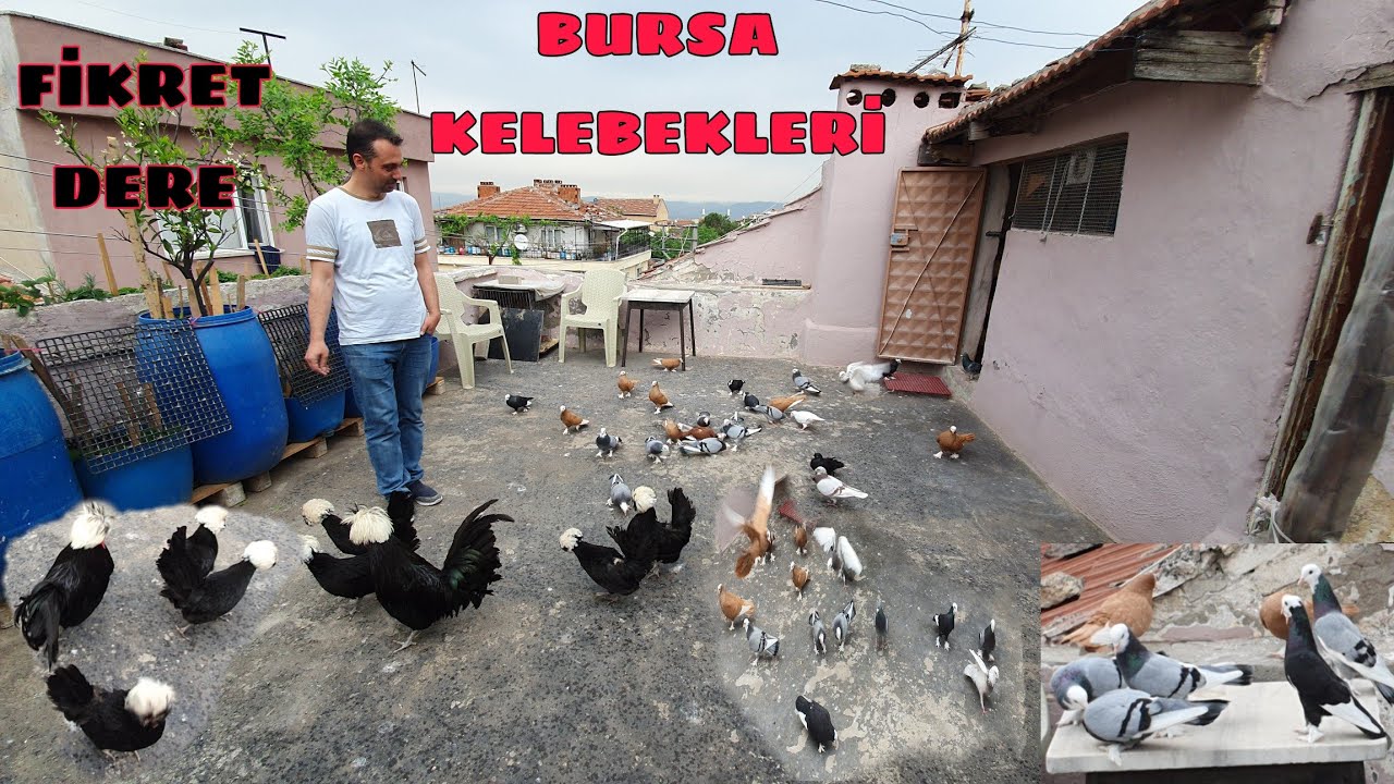 ÇOCUKLUĞUMUZUN KUŞLARI OLAN BASKA KELEBEK KÜMESLERİNDEYİZ BURSA YA HAS KUŞLAR