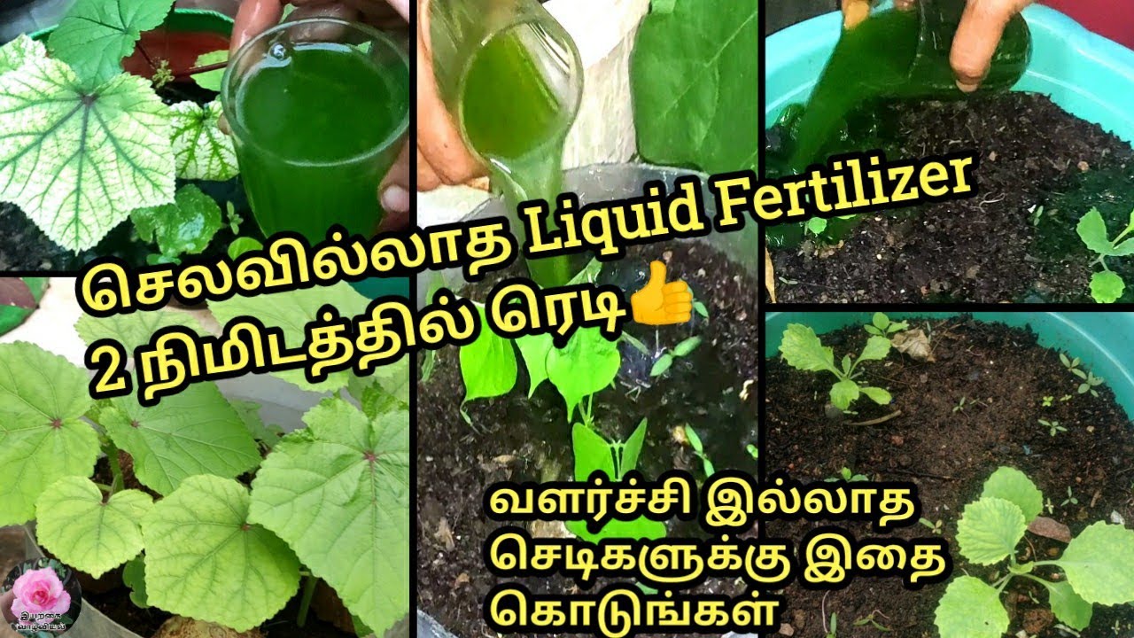 செடிகள் செழித்து பசுமையாக வளர சிறந்த உரம்/liquids fertilizer for growing plants