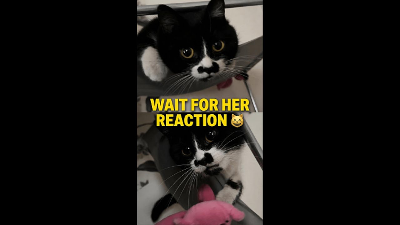 This Cat’s Reaction Was NOT What I Expected 😳 #catreaction #asmrcat #catmoments