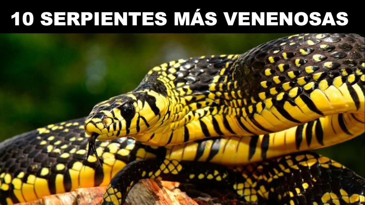 LAS 10 SERPIENTES M&Aacute;S VENENOSAS DEL PLANETA