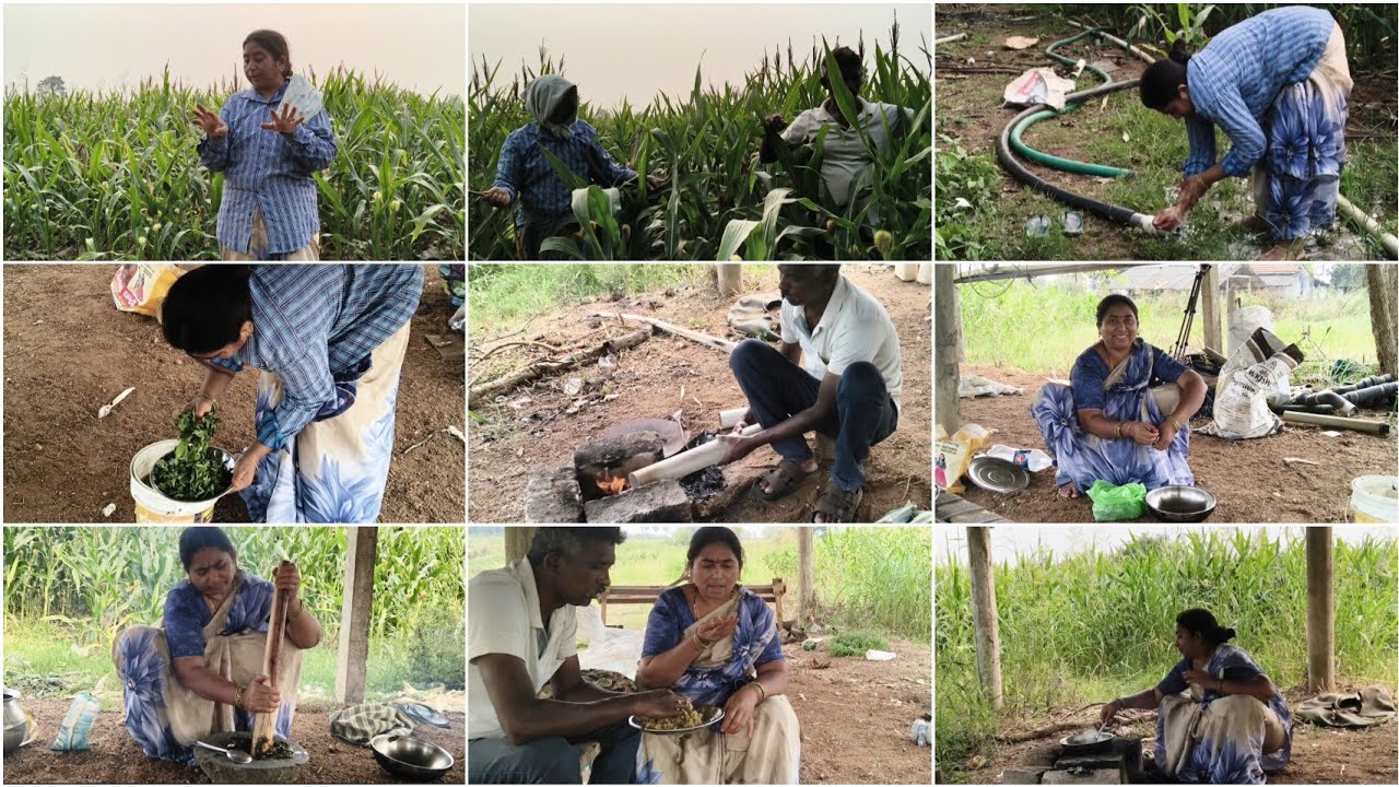 తోటలో నేను చేసిన గోంగూర పచ్చడి 😋మొక్కజొన్న లో🌾శుంకు దులుపు తున్నాము పచ్చడితో రెండోసారి అన్నం తిన్నాం