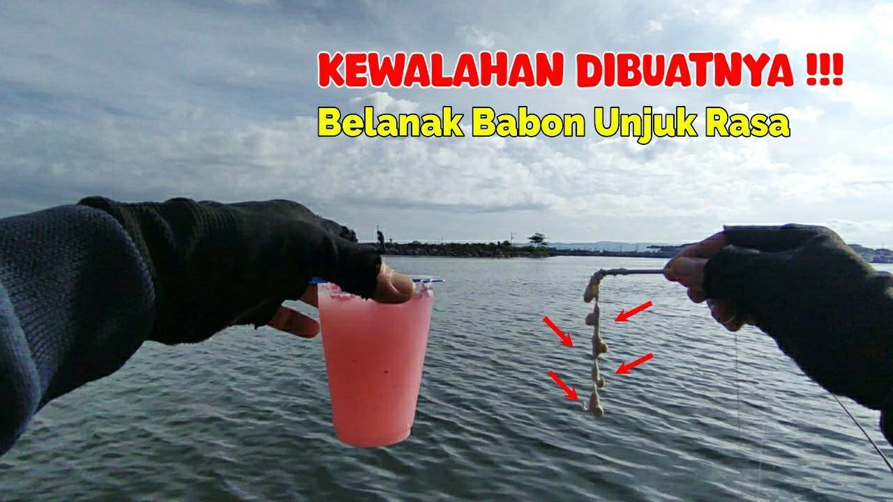 🛑 Umpan Paling Gampang Mancing Ikan Belanak Untuk Para Pemula || 100 % Jitu