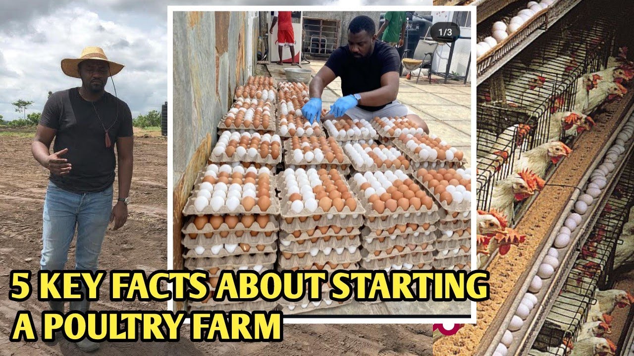 Заместитель министра сельского хозяйства Ганы дал начинающим птицеводам советы на миллион долларов