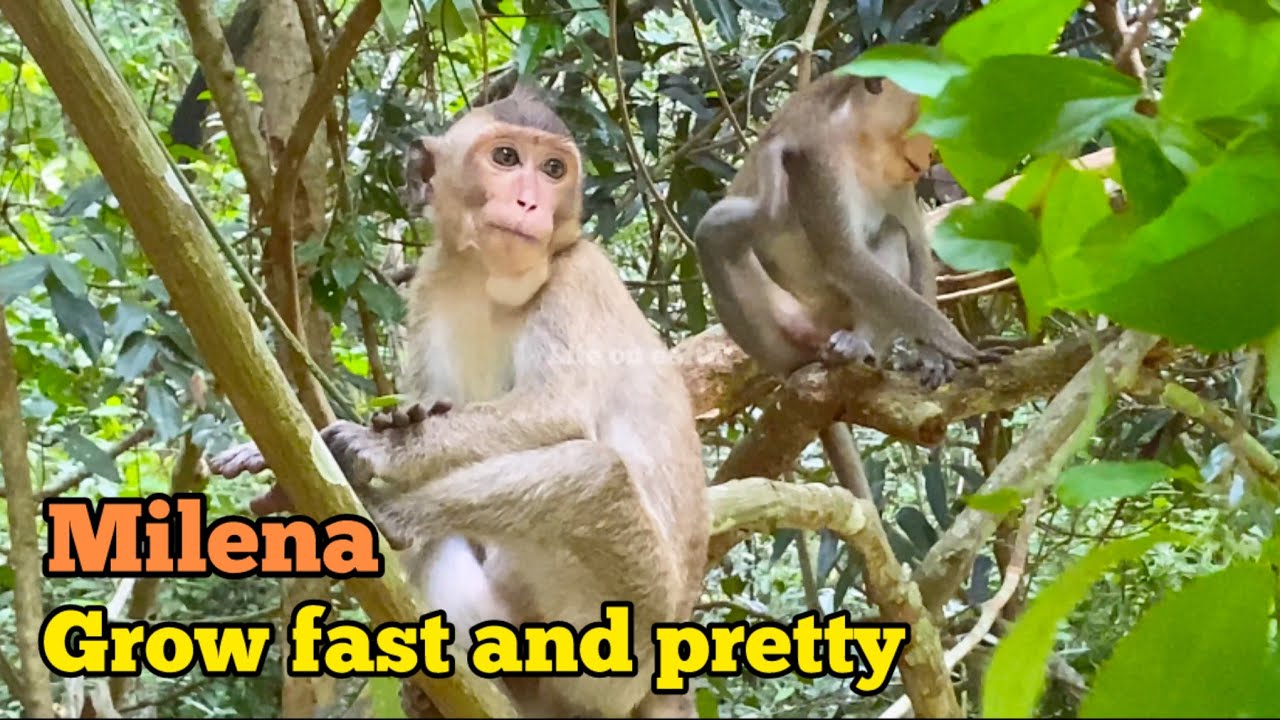 I believe, not much people know about this little pretty monkey Milena of troop Mahanokor.