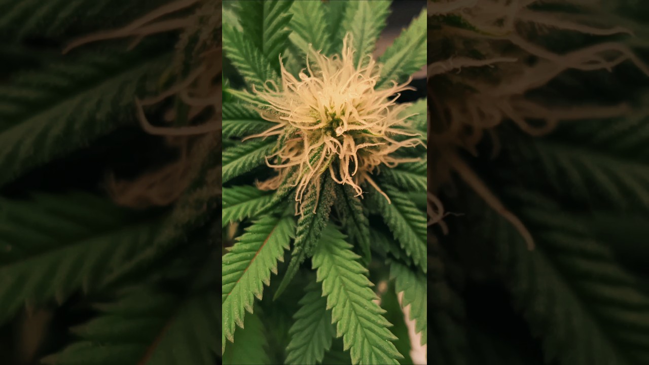 Special kush letzter Grow #420 #420growers #viralvideo #growupdate #weedshorts #growerlife