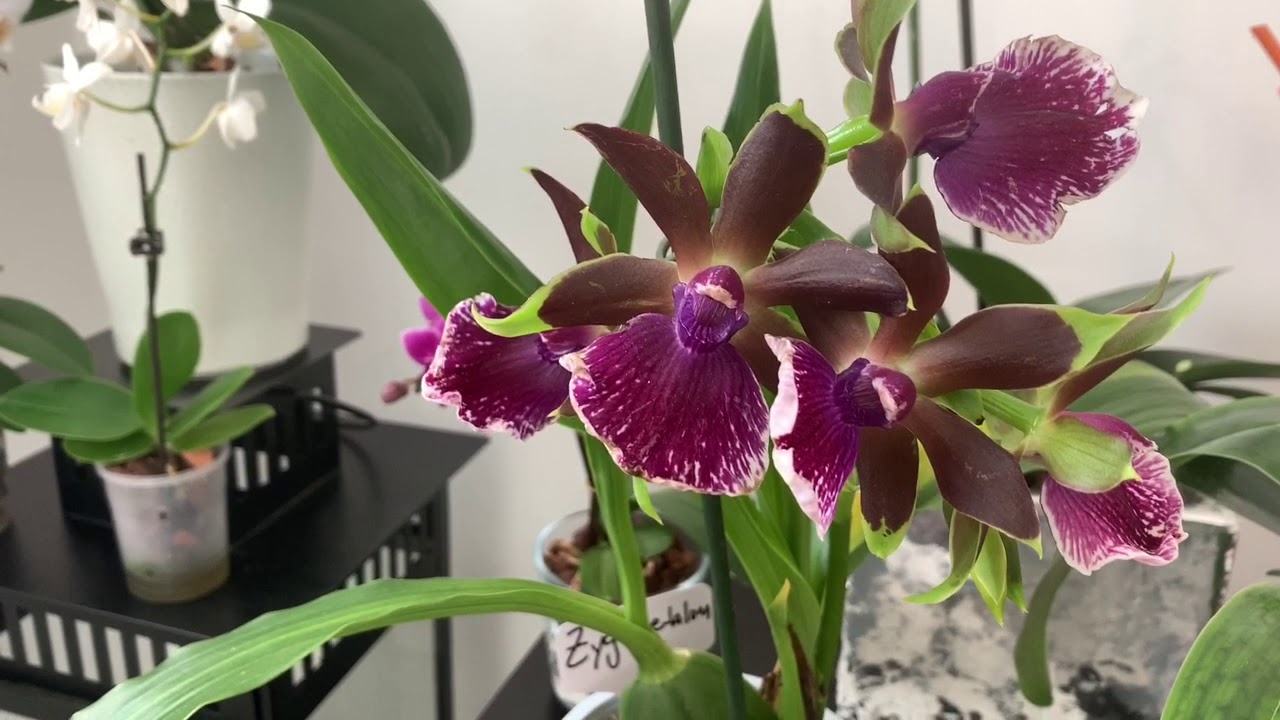 ZYGOPETALUM COMO CUIDAR e DICAS DE CULTIVO