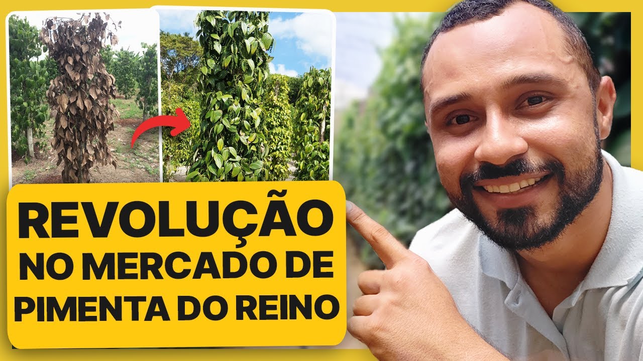 Tecnologia que vai MUDAR o mercado da Pimenta-do-reino