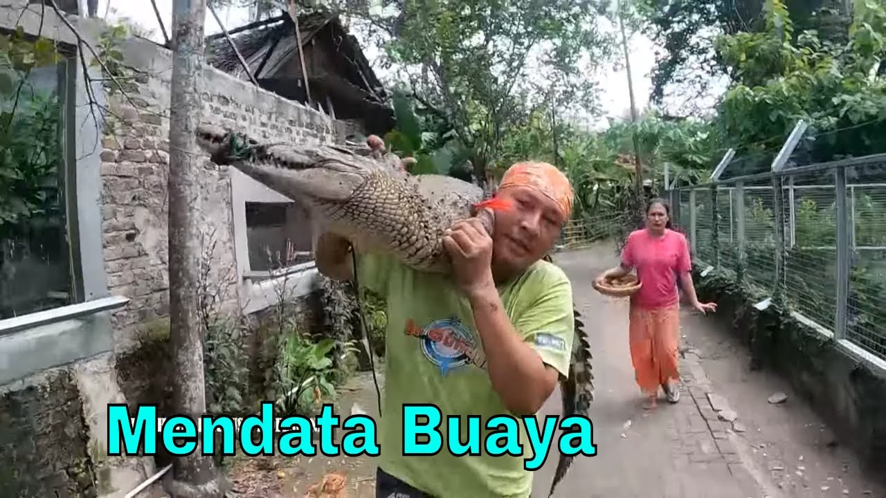 Mendata Buaya dan Masak Siomay Salak Oseng Mercon | JEJAK SI GUNDUL (15/04/24)