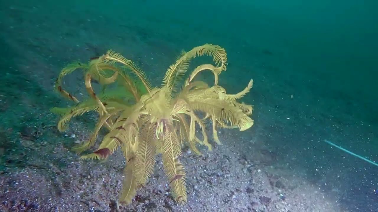 【Dive Log】OSEZAKI JUL 2022 *Rare* Swimming Feather star ✨