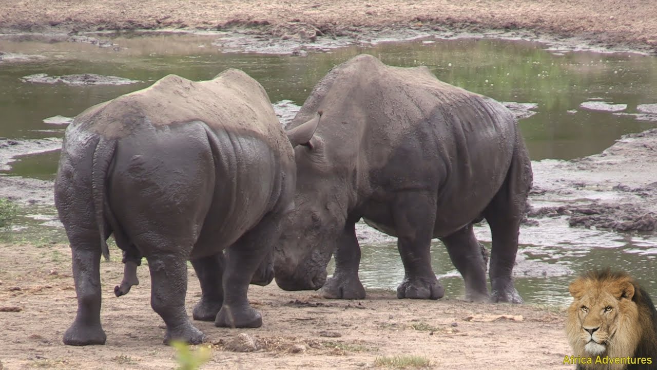 Huge White Rhinos Fighting