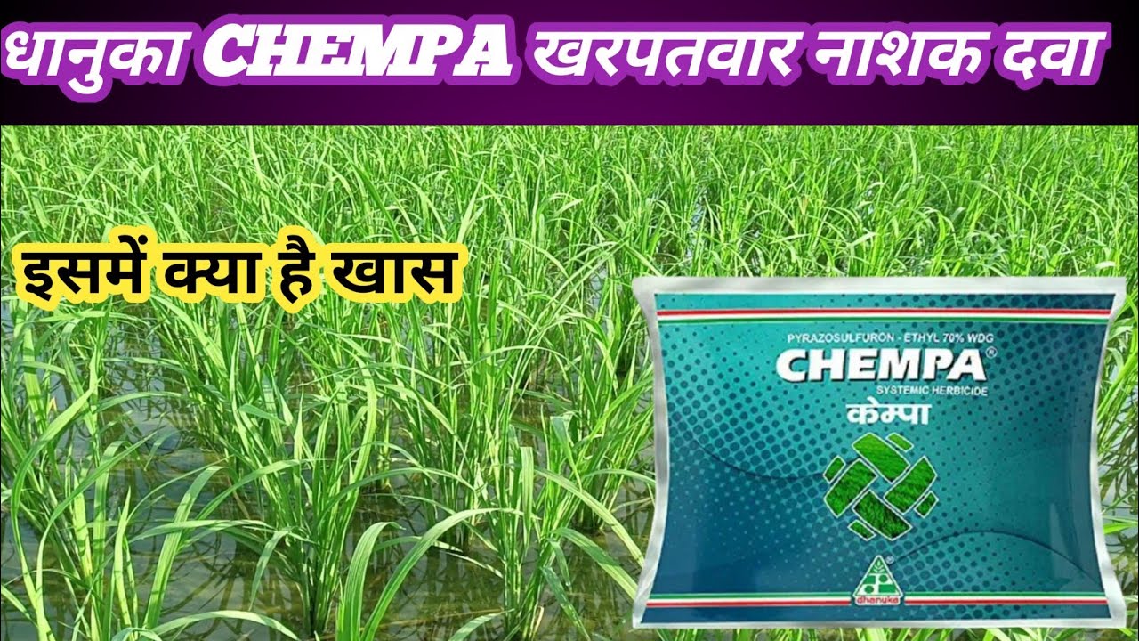 Dhanuka chempa herbicide। dhan me kharpatwar ki sabse acchi dawa। pyrazosulfuran 70%wdg।