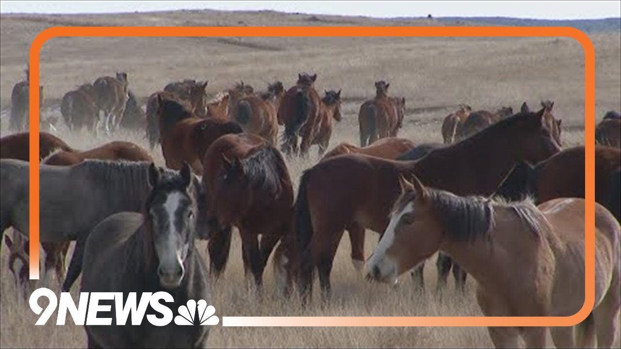 Born to Buck: Colorado ranch breeding bucking horses