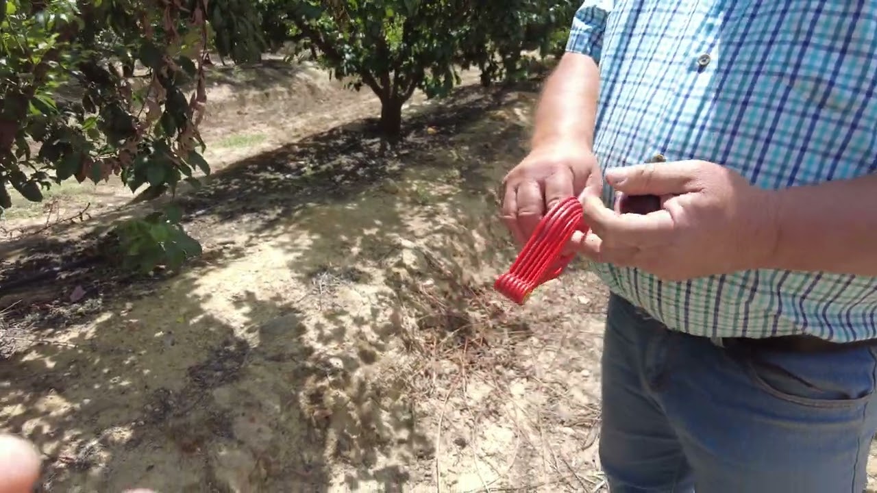 Recolección de ciruelas en los Regadíos de Madrigalejo con Sol Badajoz