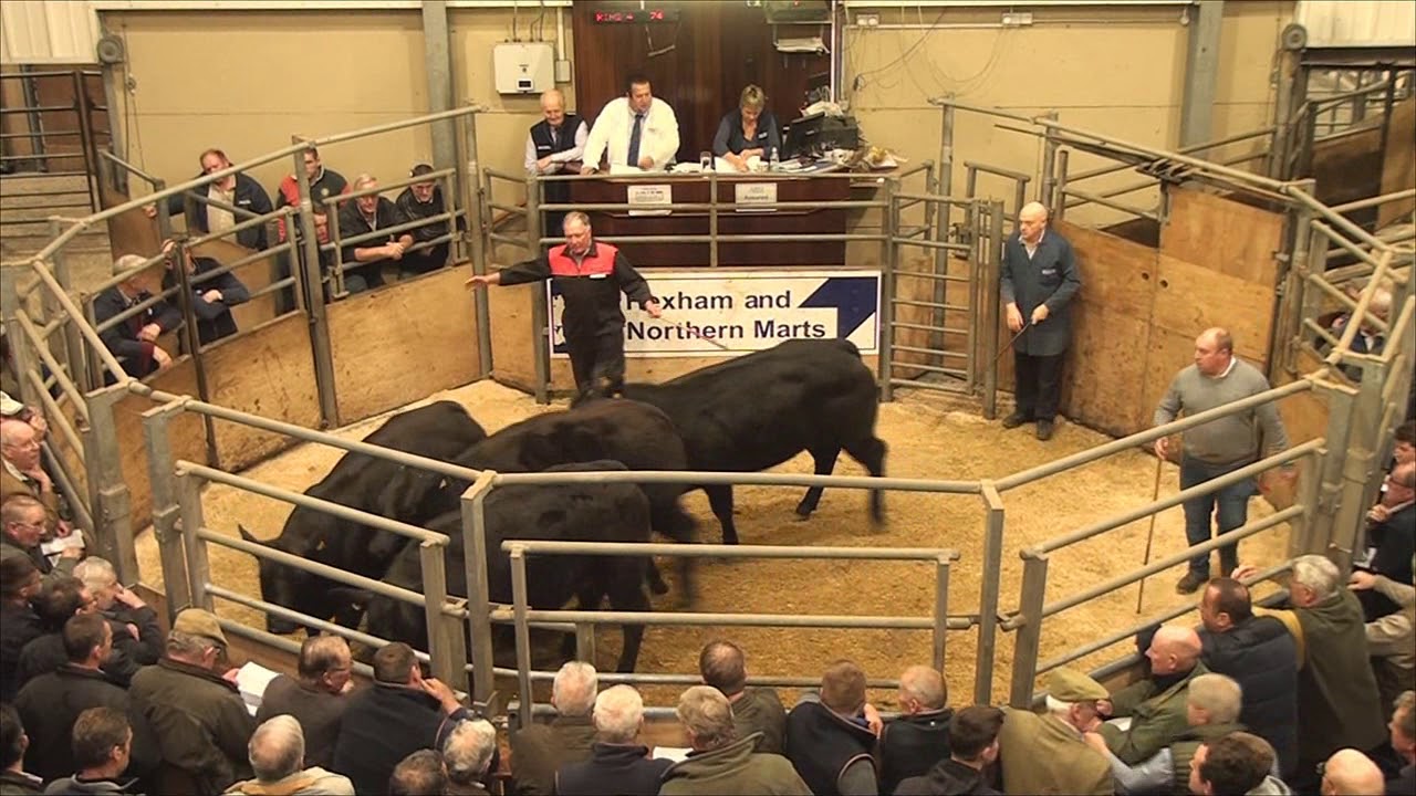 Limousin store cattle Hexham Mart Oct 11th 2019