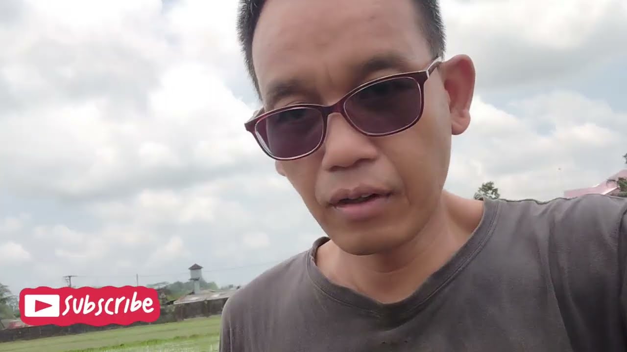 Vlog di tengah sawah,menikmati alam persawahan 