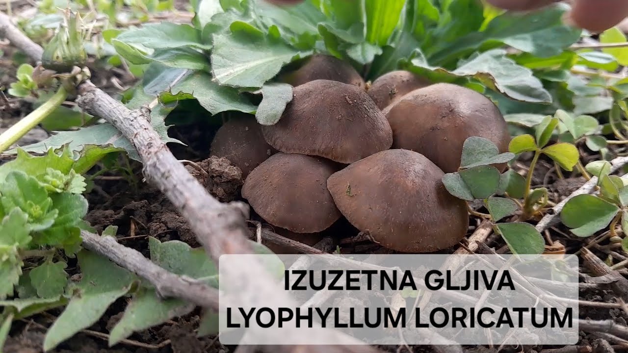 IZUZETNA PRVA PROLECNA GLJIVA| JESTIVA| LYOPHYLLUM LORICATUM