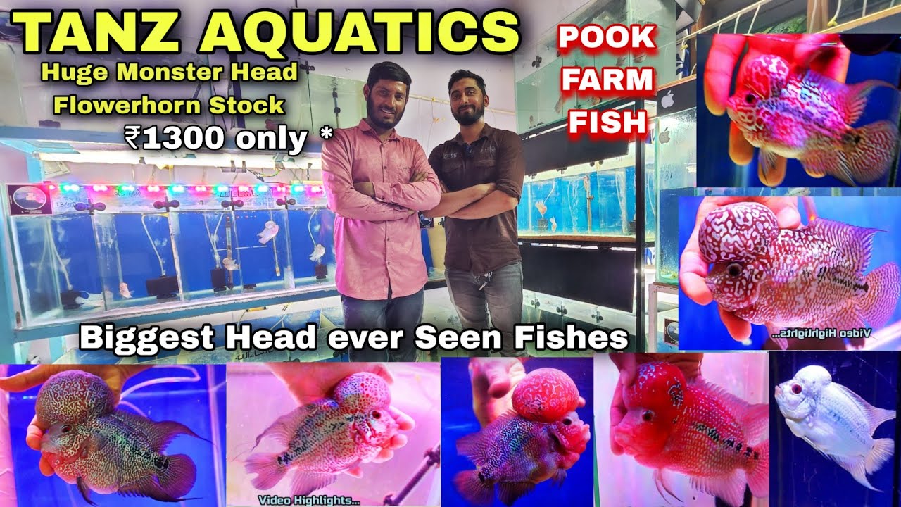 Tanz AQUATICS Bangalore  | Kamfa | Monster Head Flowerhorn|  Thaisilk | competition level SRD