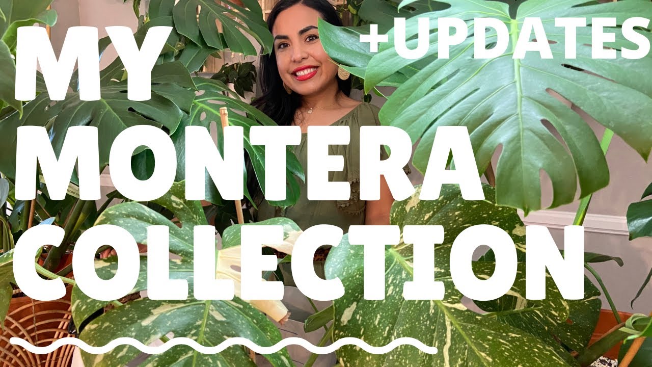Monstera Deliciosa Collection and UPDATES!! My $5 monsteras and my Thai Constellation Monstera