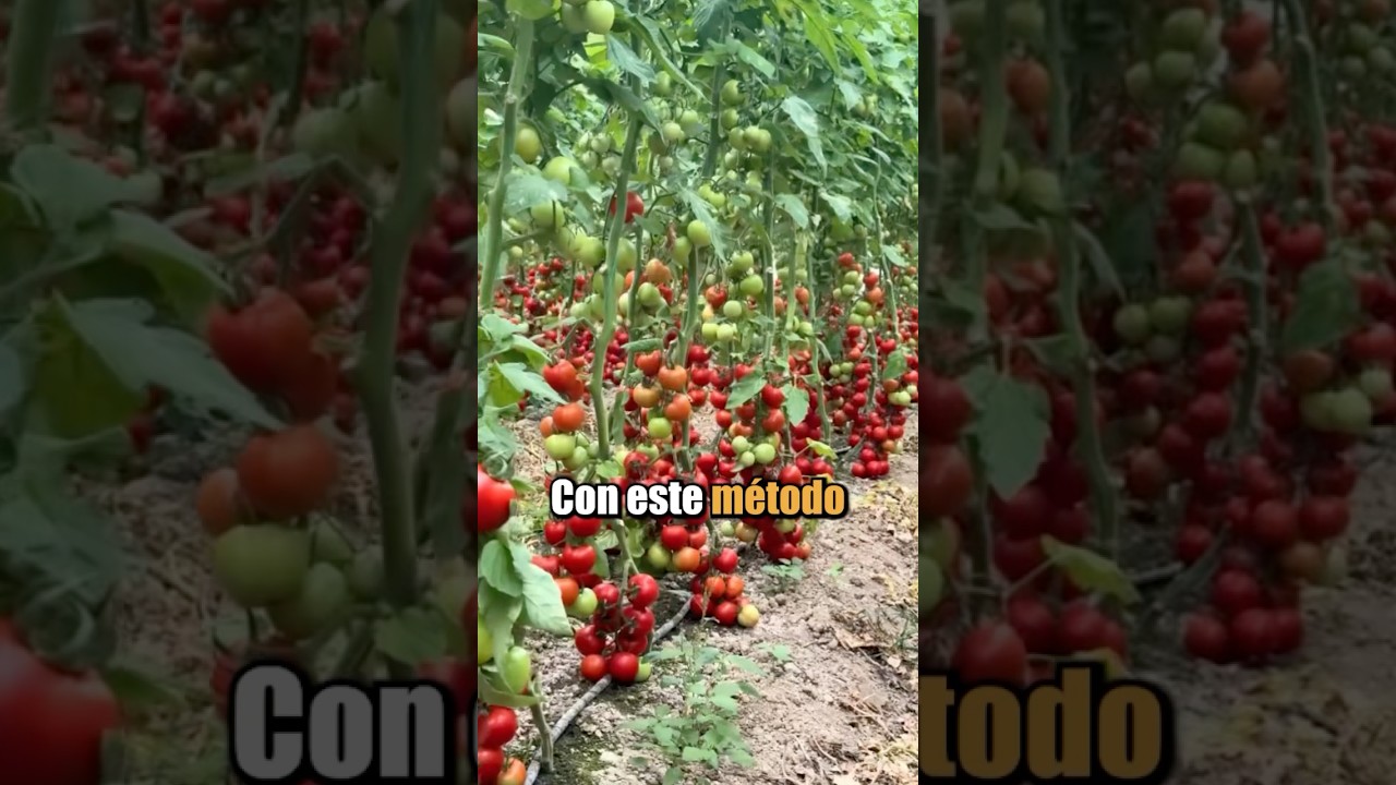 Este agricultor encontr&oacute; una t&eacute;cnica brillante y ahora sus plantas de tomate crecen como &aacute;rboles.