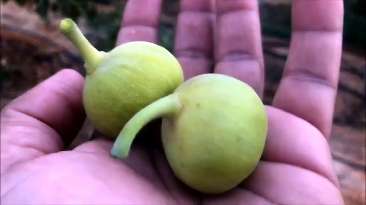 أنواع التين العالمية تزدهر في  صحراء الرياض الحارة  Desert fig