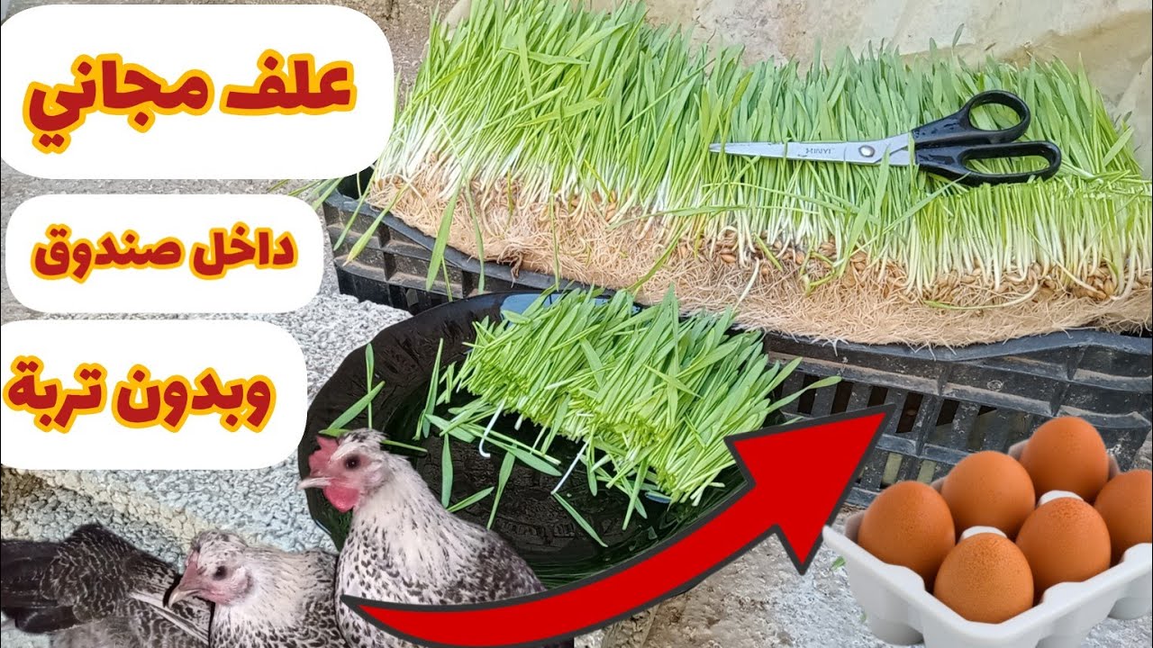 الاجابة على أسئلة حول عشبة الشعير طريقة تقديم عشبة الشعير للدجاج استنبات الشعير #الشعير_المستنبت