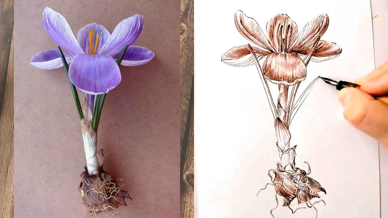 Drawing a Crocus Flower. Part 3 - Stem and corm