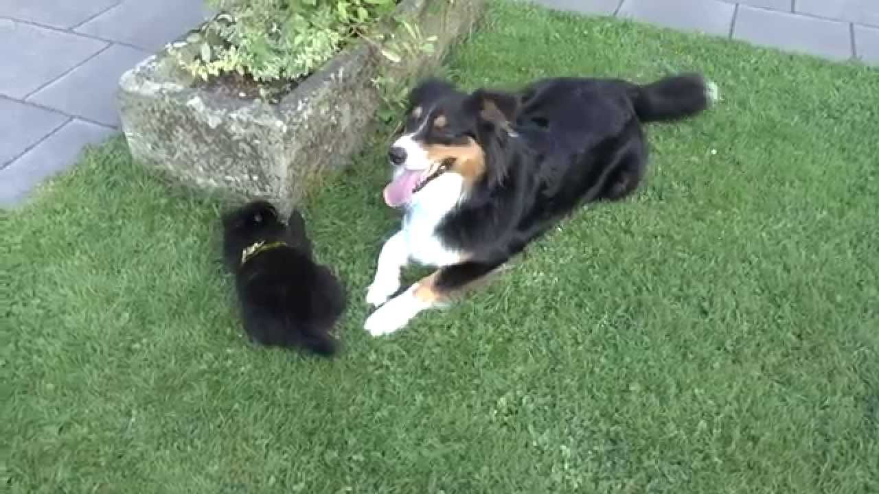 Mein Welpe beißt - Erziehung Beißhemmung - Pomeranian Welpe Australian Shepherd Zwergspitz