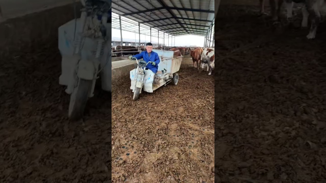 The big cow loves pushing the tricycle