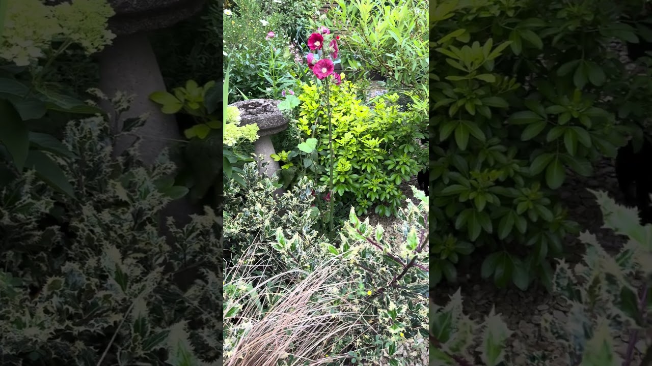 Rustic garden! #garden #cottagelife #dachshund #flowers #wildgarden #vintage