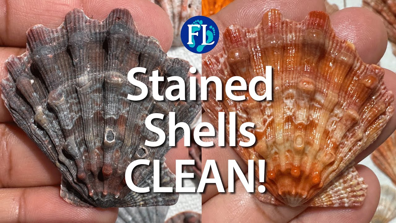 How to get the black iron sulfide staining out of seashells. Yes, it can be done!