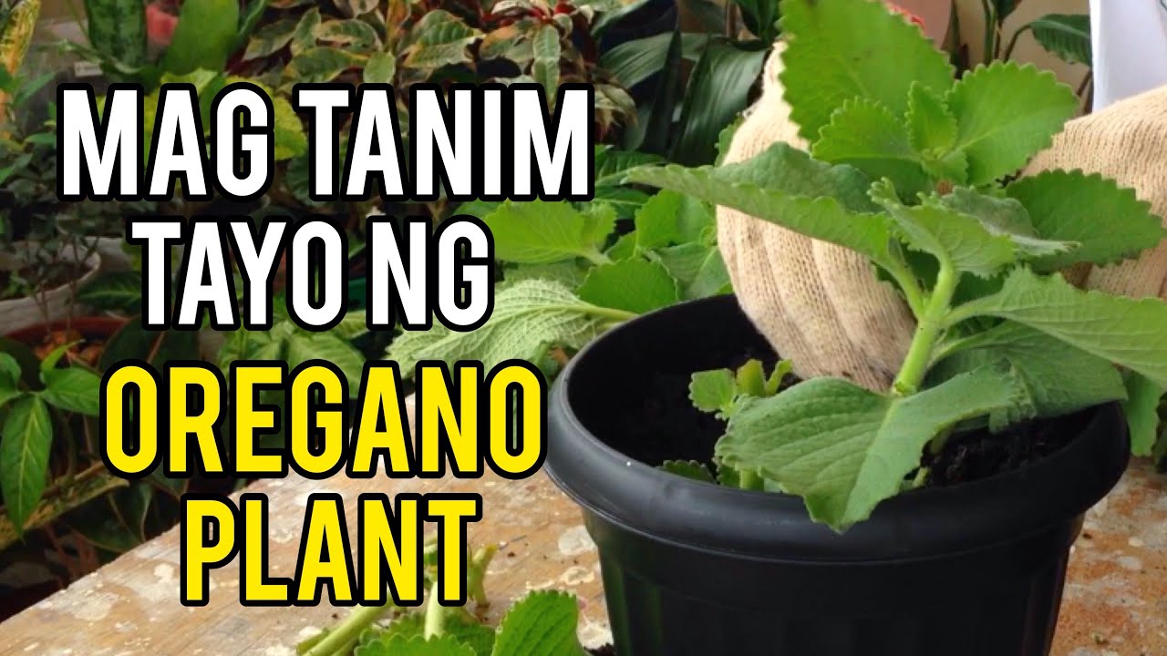 HOW TO PROPAGATE CUBAN OREGANO PLANT 🌿 FROM CUTTINGS #Oregano