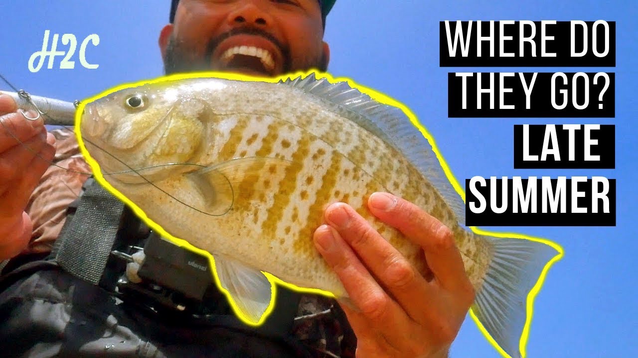 Whered the Barred surf perch go after summer Friends don't let friends skunk