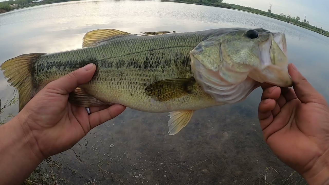 C&oacute;mo usar el arreglo Texas/pesca de bass en arreglo Texas muy efectivo