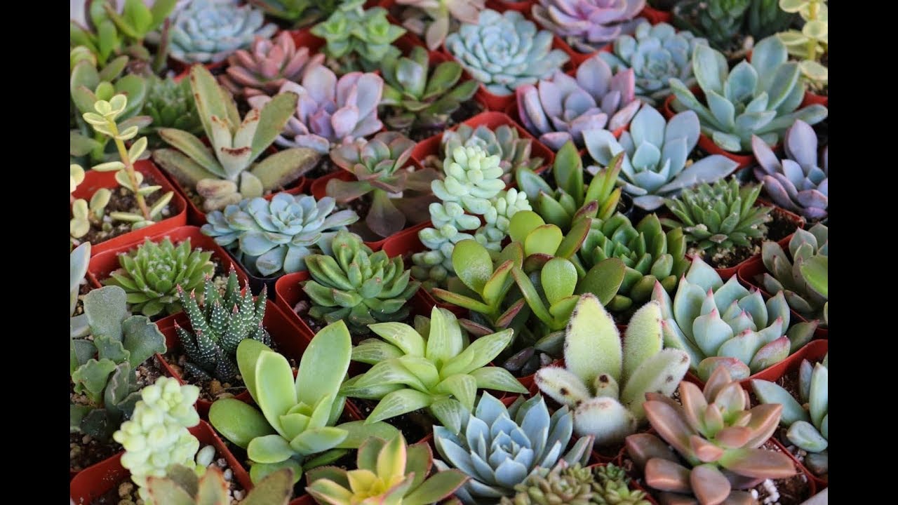 Cheapest Succulents in India ।। Budget Gardening ।। Succulent Factory ।।