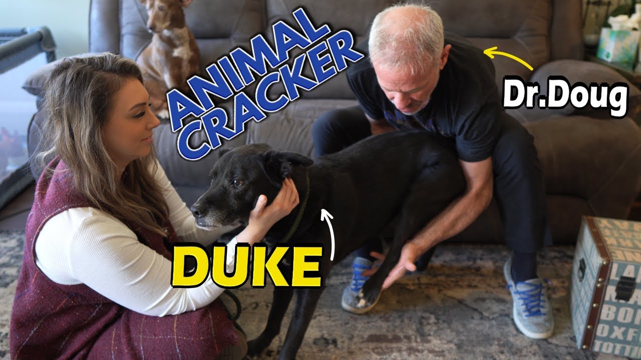 DOG MAKES THE FUNNIEST FACES DURING ADJUSTMENT 😂 Dog Chiropractic Session