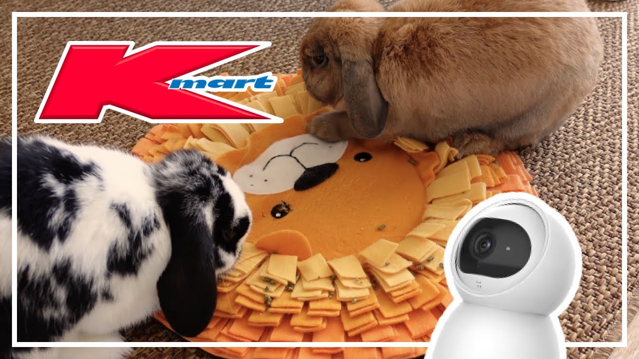 7 Best Kmart Buys For Bunny Owners