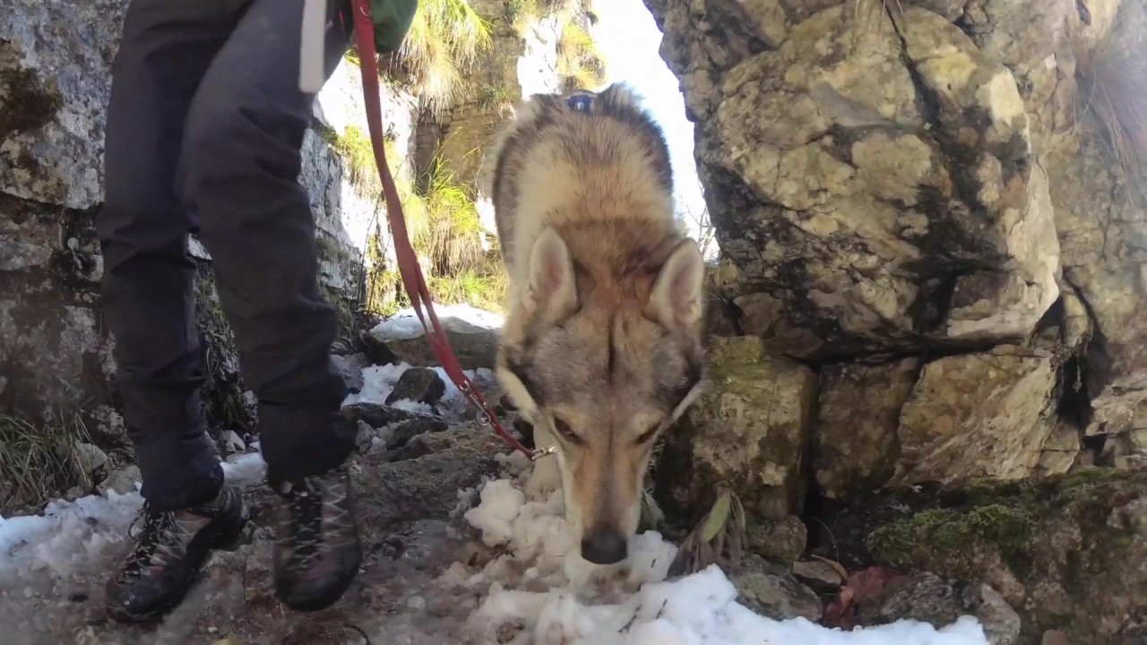 IN MONTAGNA CON IL CANE 2020