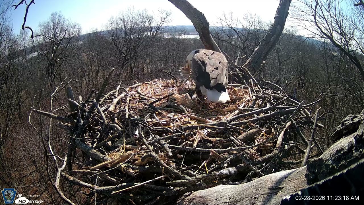 Hanover Eagles Live Cam   HDOnTap — Mozilla Firefox 2026 02 28 11 19 40