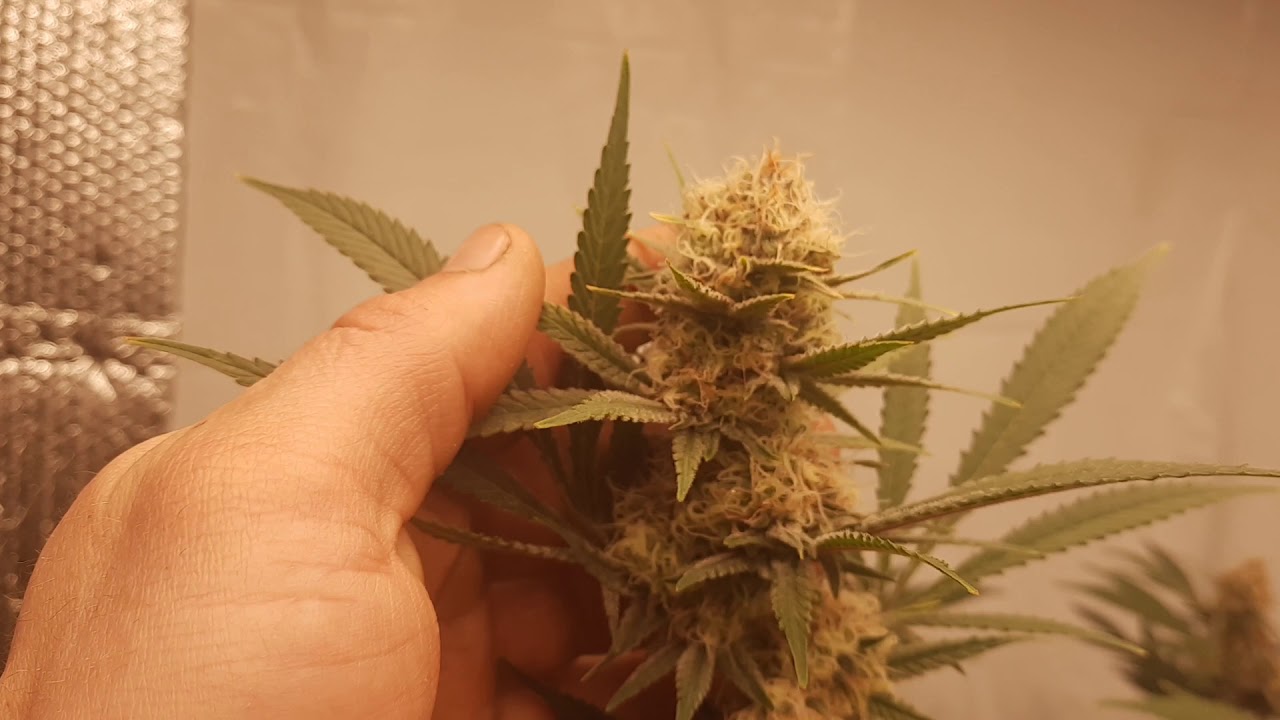 sativa structure week 7 update