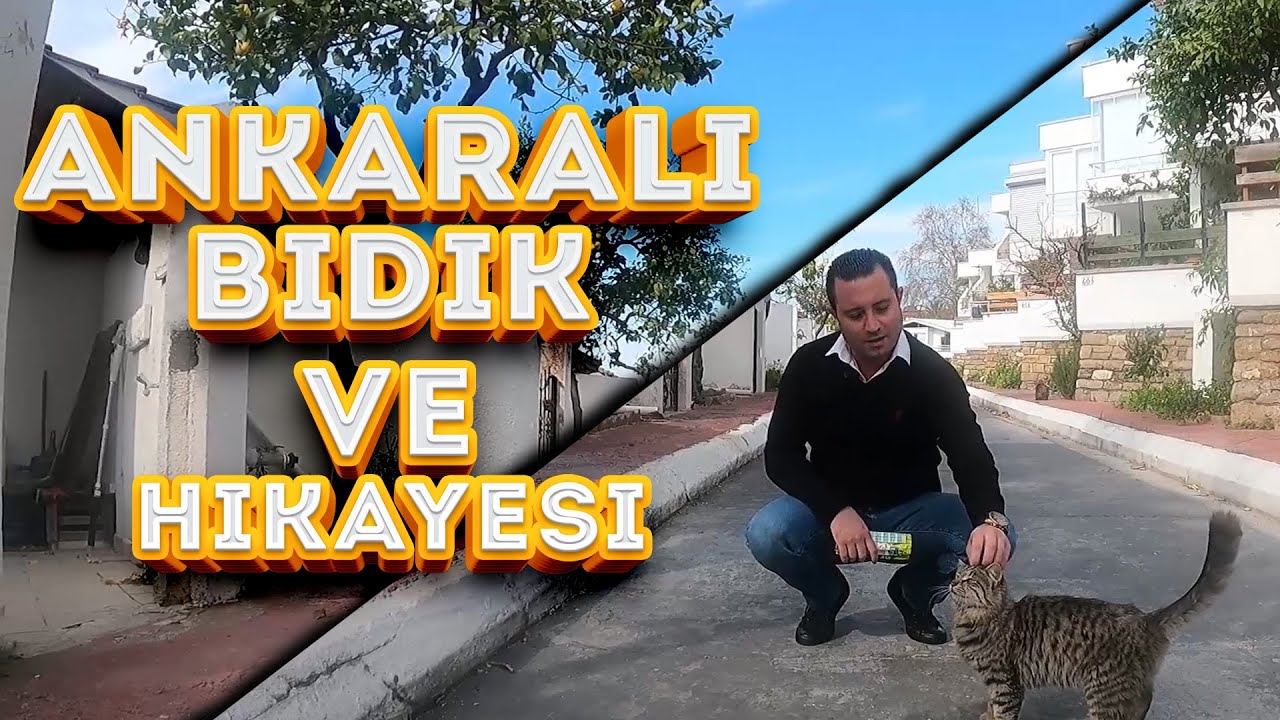 Gençlik Hastalığını Atlatan Kedim Bıdık @CatsandGold