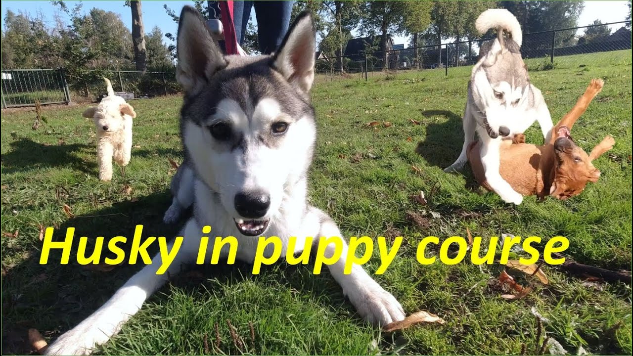 Max in puppy course with a Husky and 3 other cute dogs