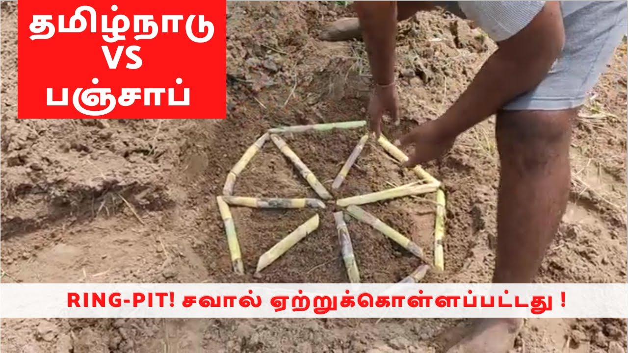 தமிழ்நாடு vs பஞ்சாப் | சவால் ஏற்றுக்கொள்ளப்பட்டது | Ring Pit முறையில் கரும்பு சாகுபடி
