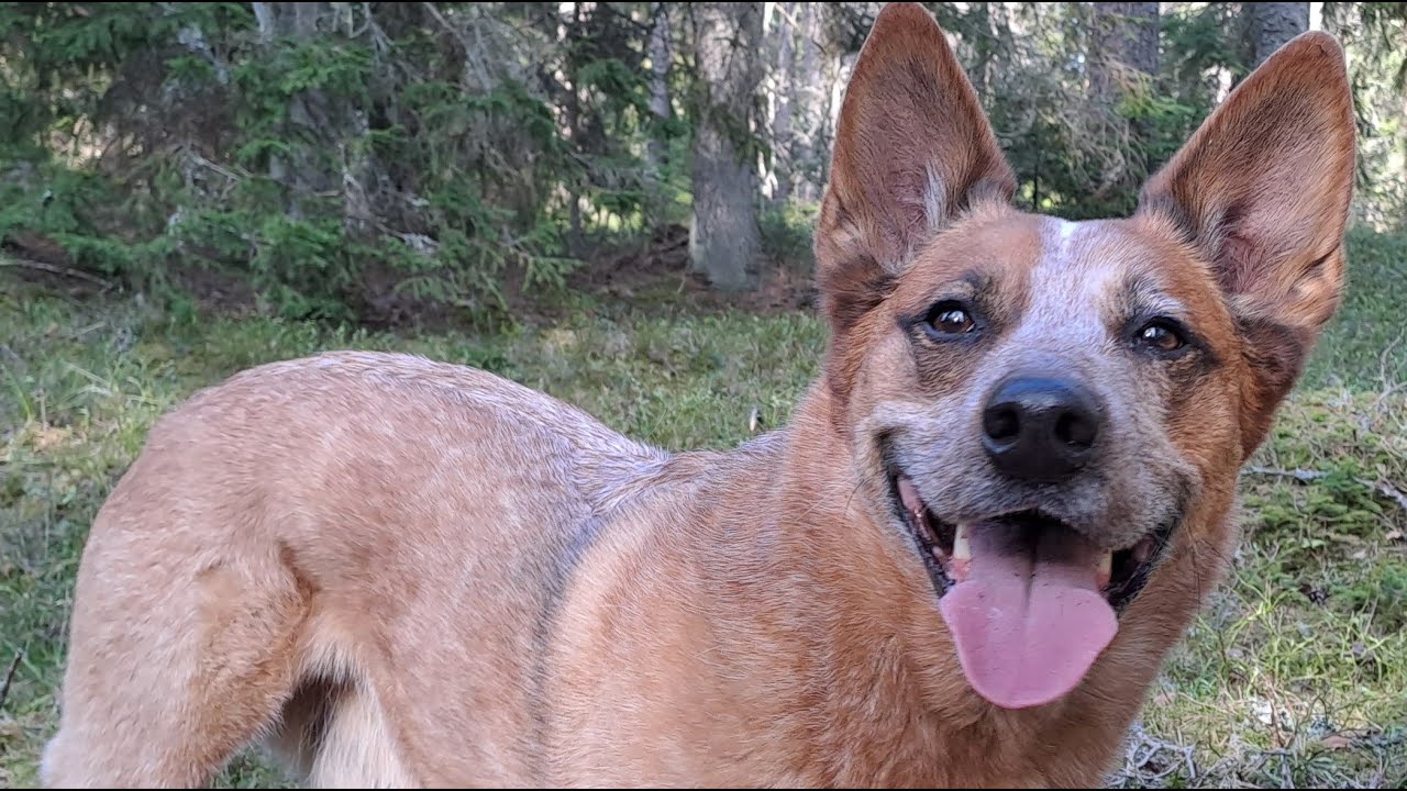 Emigreren naar Zweden - Onze hond Digger met camera.