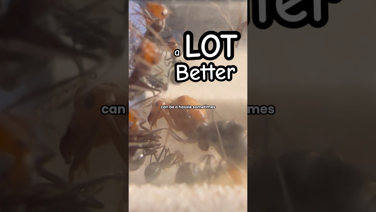 An Update on My Deceptive Honeypot Ant Colony