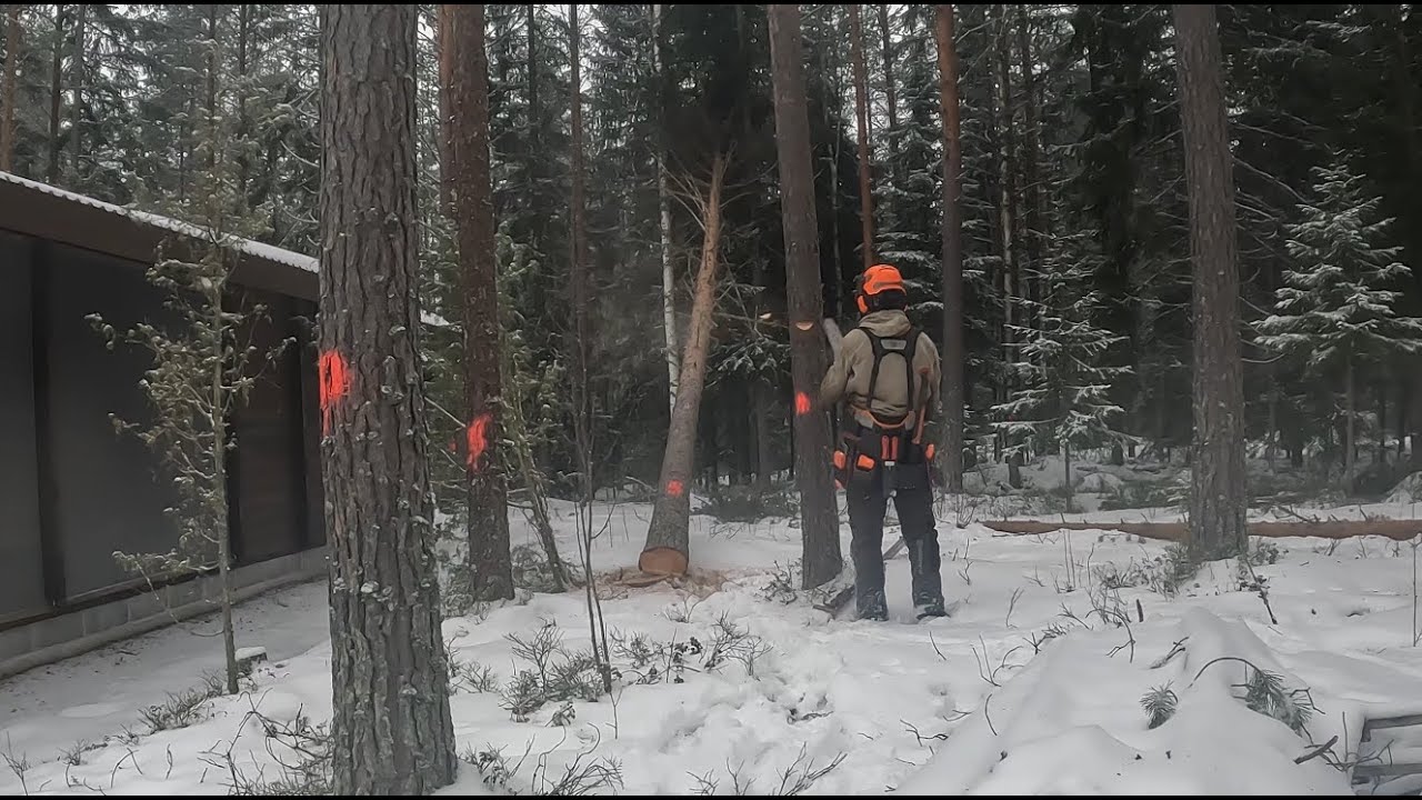 Removing trees around carport 2025 .  550xp mkII